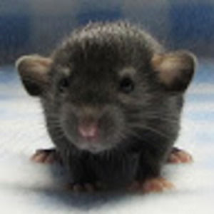 Meet your Posher, Tris